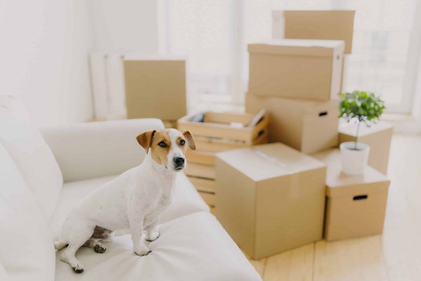 What Are the Top Considerations When Selecting a Comfort-Focused Sports Bra for Office Attire?